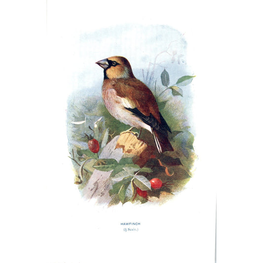 Hawfinch Bird 1903 Original Color Engraving Plate Print AD8-B6