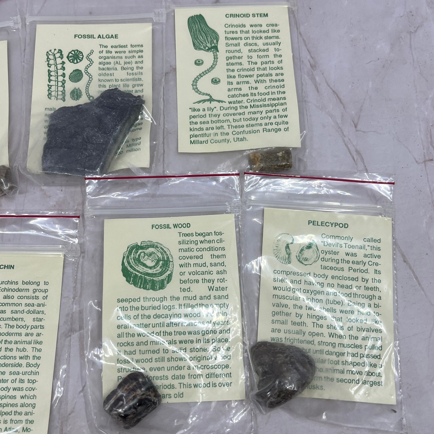 Set 11 Real Fossil Specimens w/ Identification Cards Pelecypod Dinosaur Bone TG7