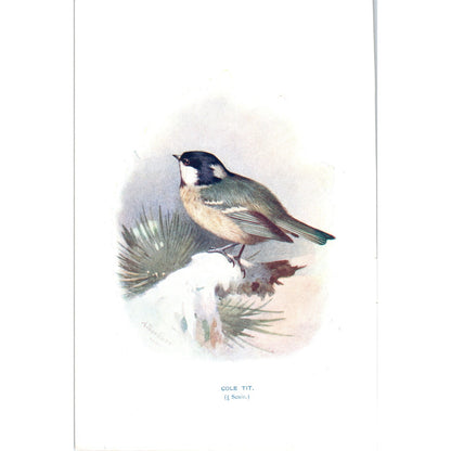 Cole Tit Bird 1903 Original Color Engraving Plate Print AD8-B1