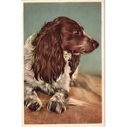 English Springer Spaniel Dog Alfred Mainzer Illustration 1953 Postcard PD2
