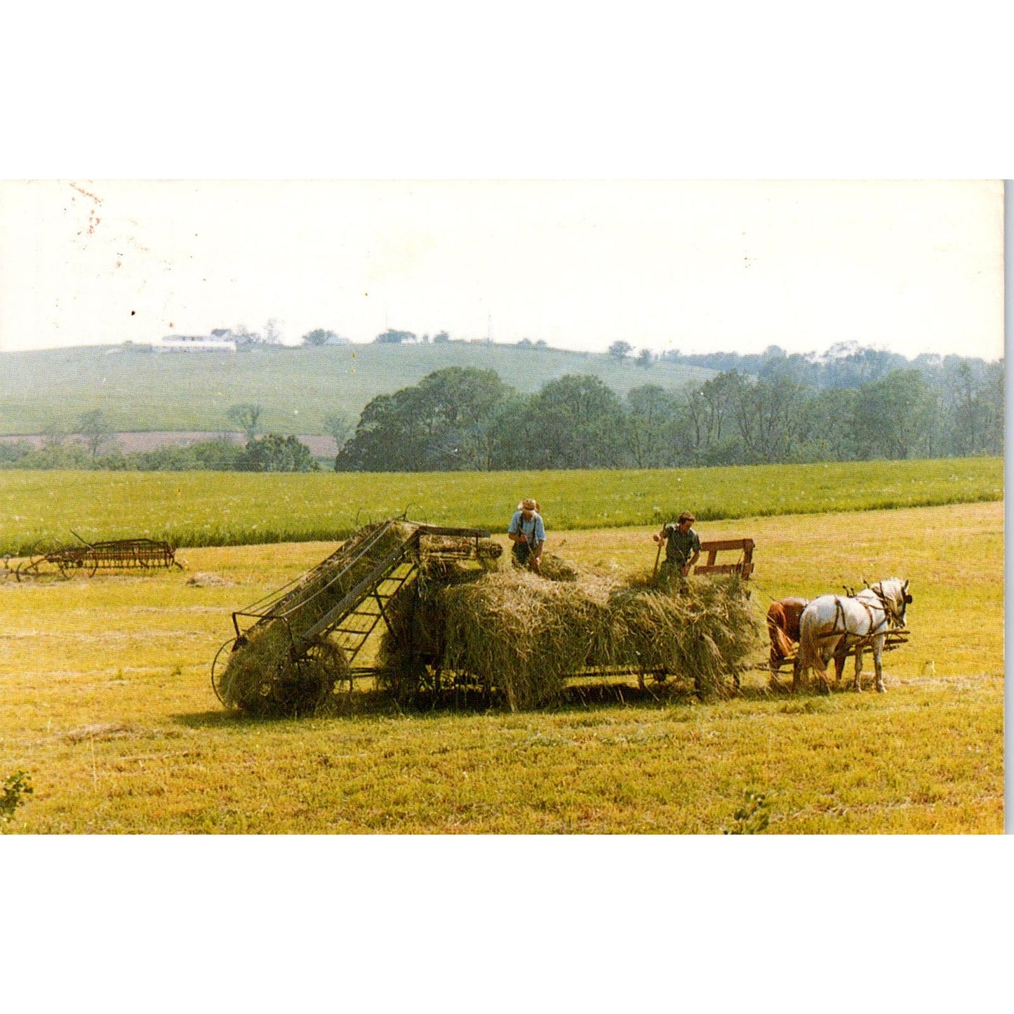 Amish Farmers Haying in the Sun Pennsylvania Dutch Country Postcard PD8