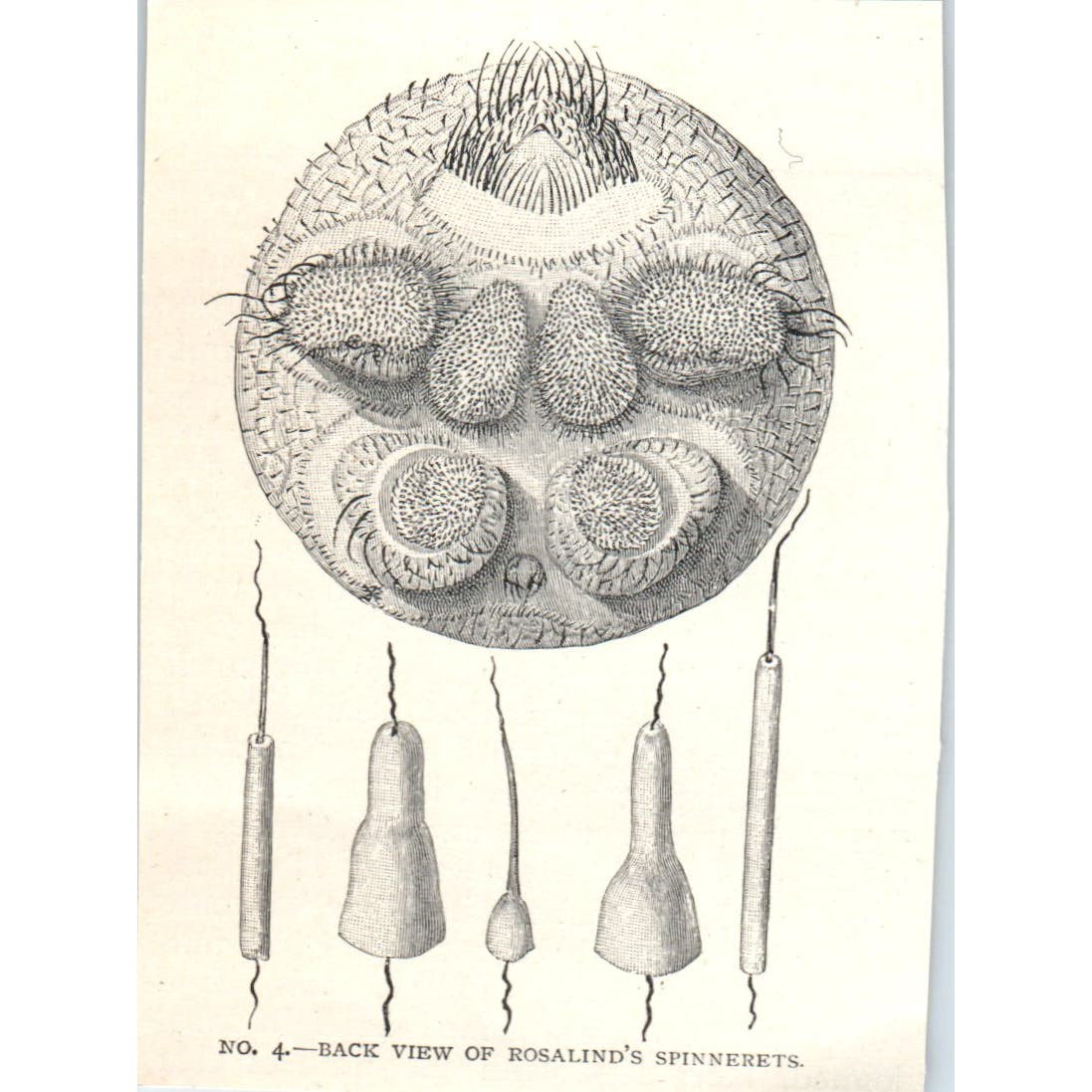 Rosalind Spider Spinnerets Cross Section 1897 Victorian Illustration AE9-TS8