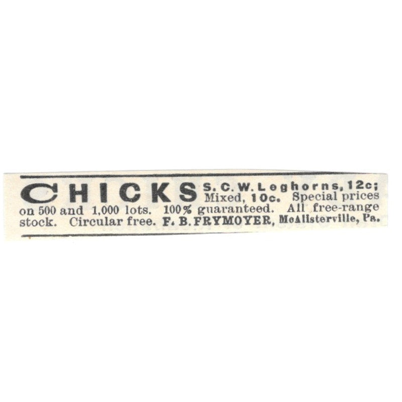 F.B. Frymoyer Leghorn Chicks McAlisterville PA 1924 Ad AG3-S9