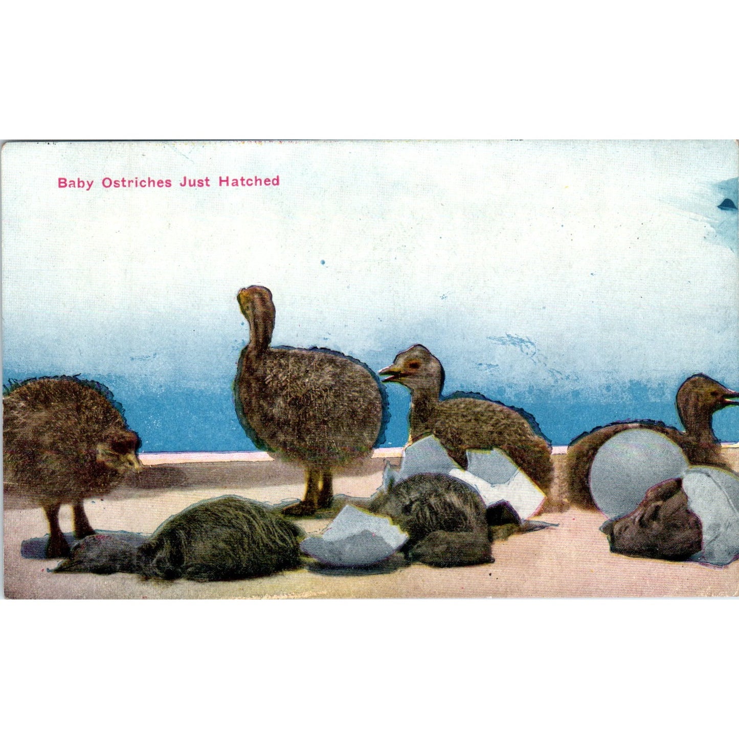 c1910 Baby Ostriches Los Angeles CA Ostrich Farm Vintage Original Postcard PD3