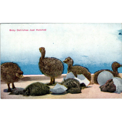 c1910 Baby Ostriches Los Angeles CA Ostrich Farm Vintage Original Postcard PD3