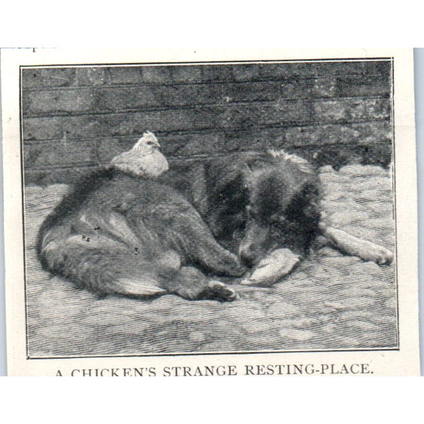 Chicken Atop Dog A Chicken's Strange Resting Place 1897 Victorian Print AE9-TS11