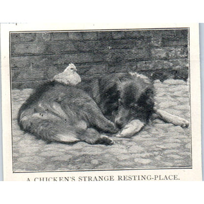 Chicken Atop Dog A Chicken's Strange Resting Place 1897 Victorian Print AE9-TS11