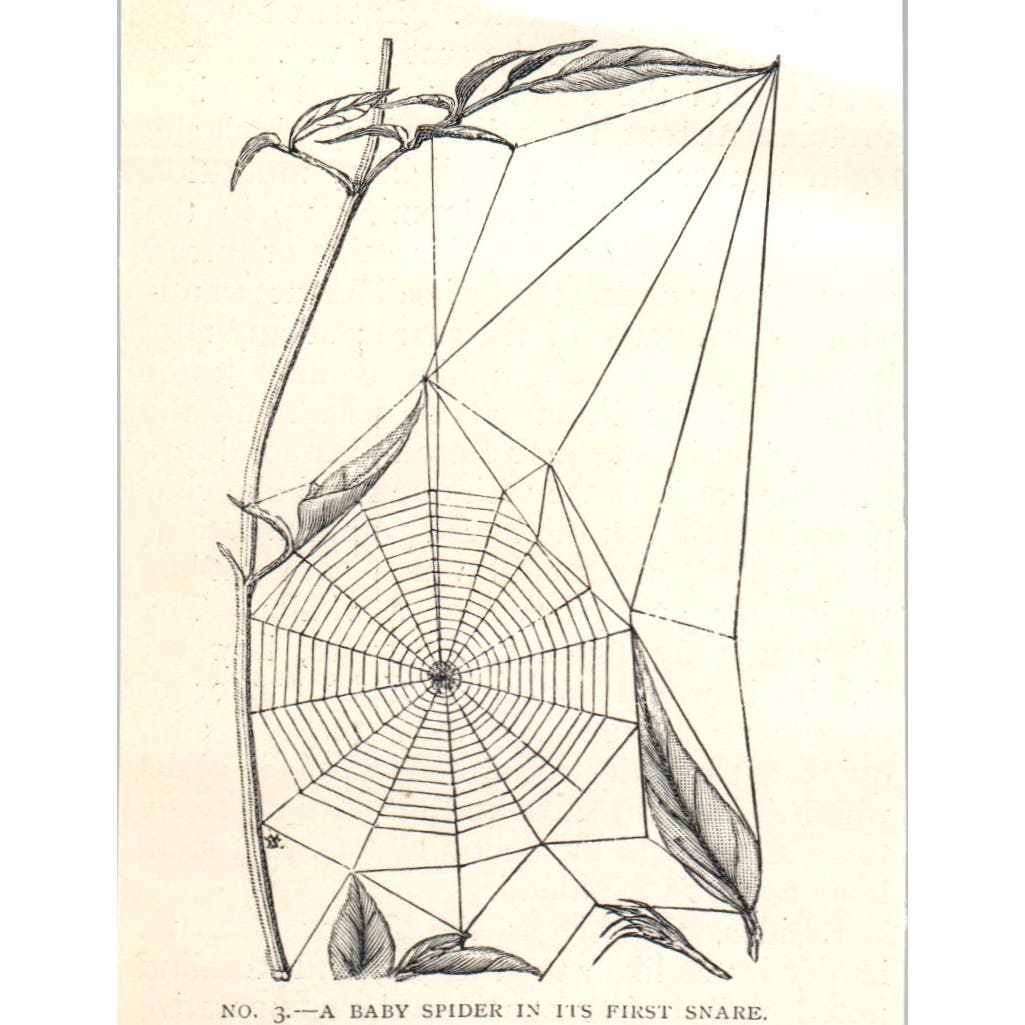 A Baby Spider in its First Snare 1897 Victorian Engraving AE9-TS12