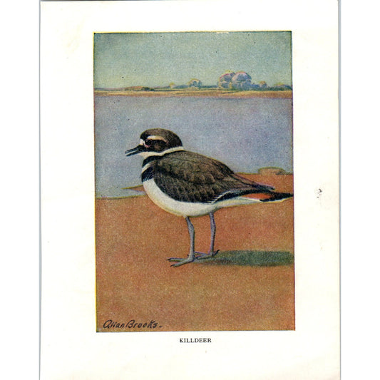 Killdeer 4.5x.6.25" Allan Brooks 1934 Bird Book Painting Print AF1-BB
