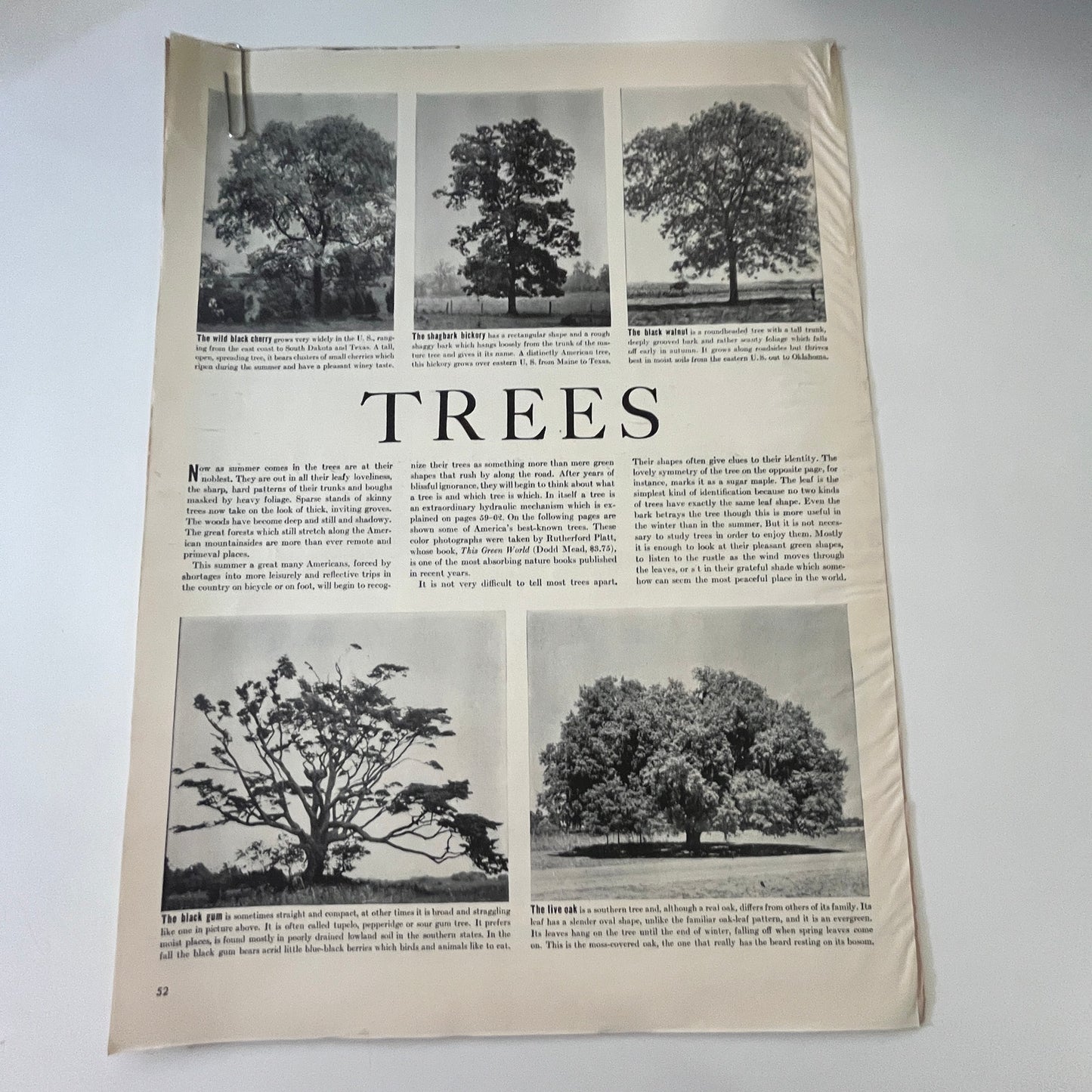 Trees - Rutherford Platt Photos 6 Pages 1940s WWII Era Article V30-1