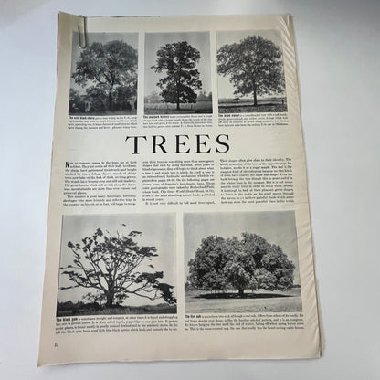 Trees - Rutherford Platt Photos 6 Pages 1940s WWII Era Article V30-1