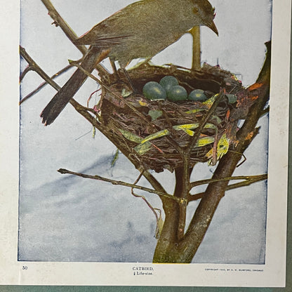 1901 Life-Sized Catbird in Nest A.W. Mumford - 9x10 Mounted Art Print V2