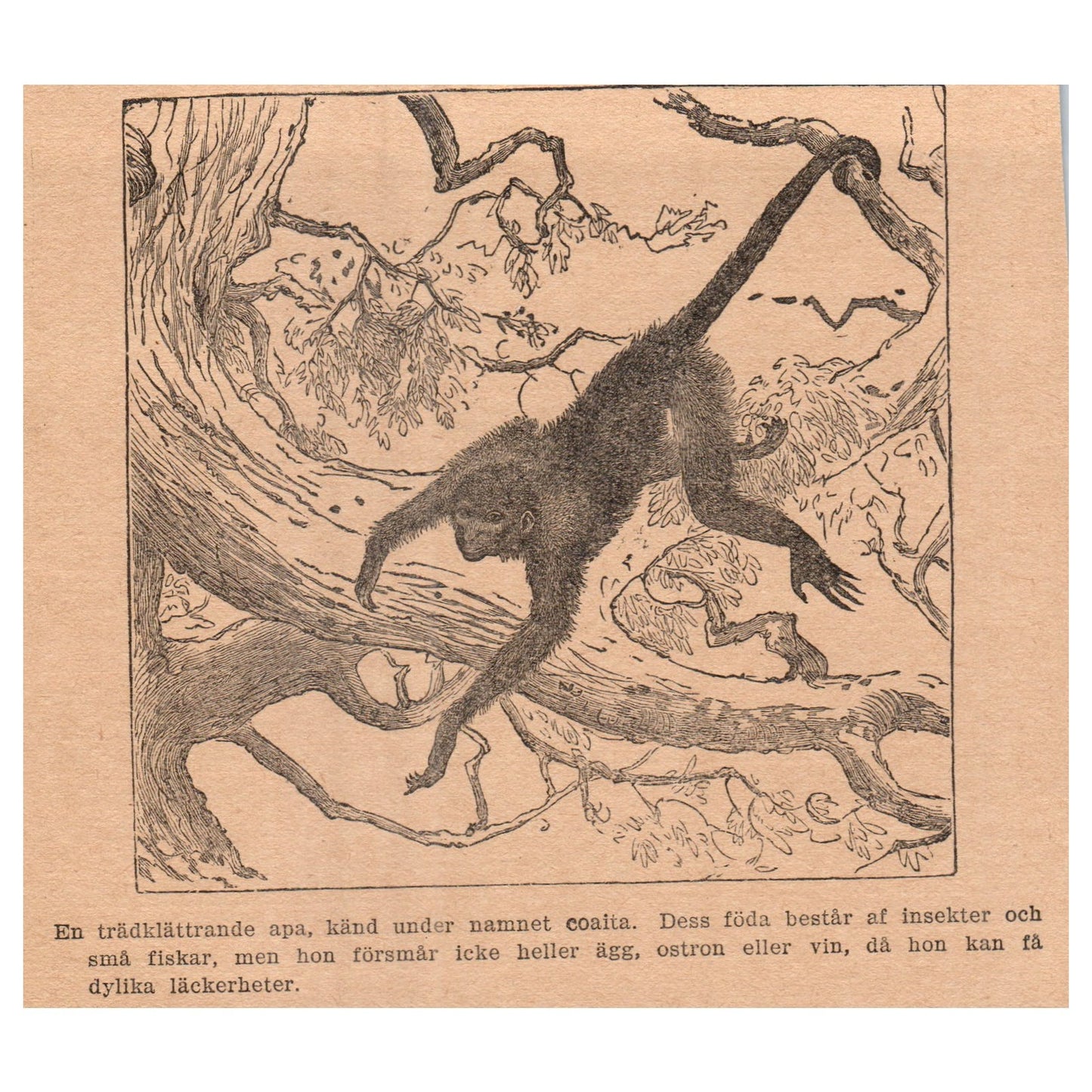 Tree-Climbing Monkey 1909 Swedish Engraving Print AF5-14