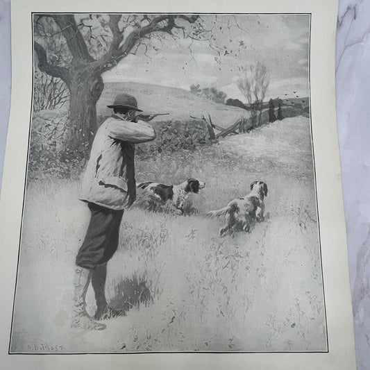 On The Wing Bird Hunting Dogs - Original 1904 A.B. Frost Art Print V14-3
