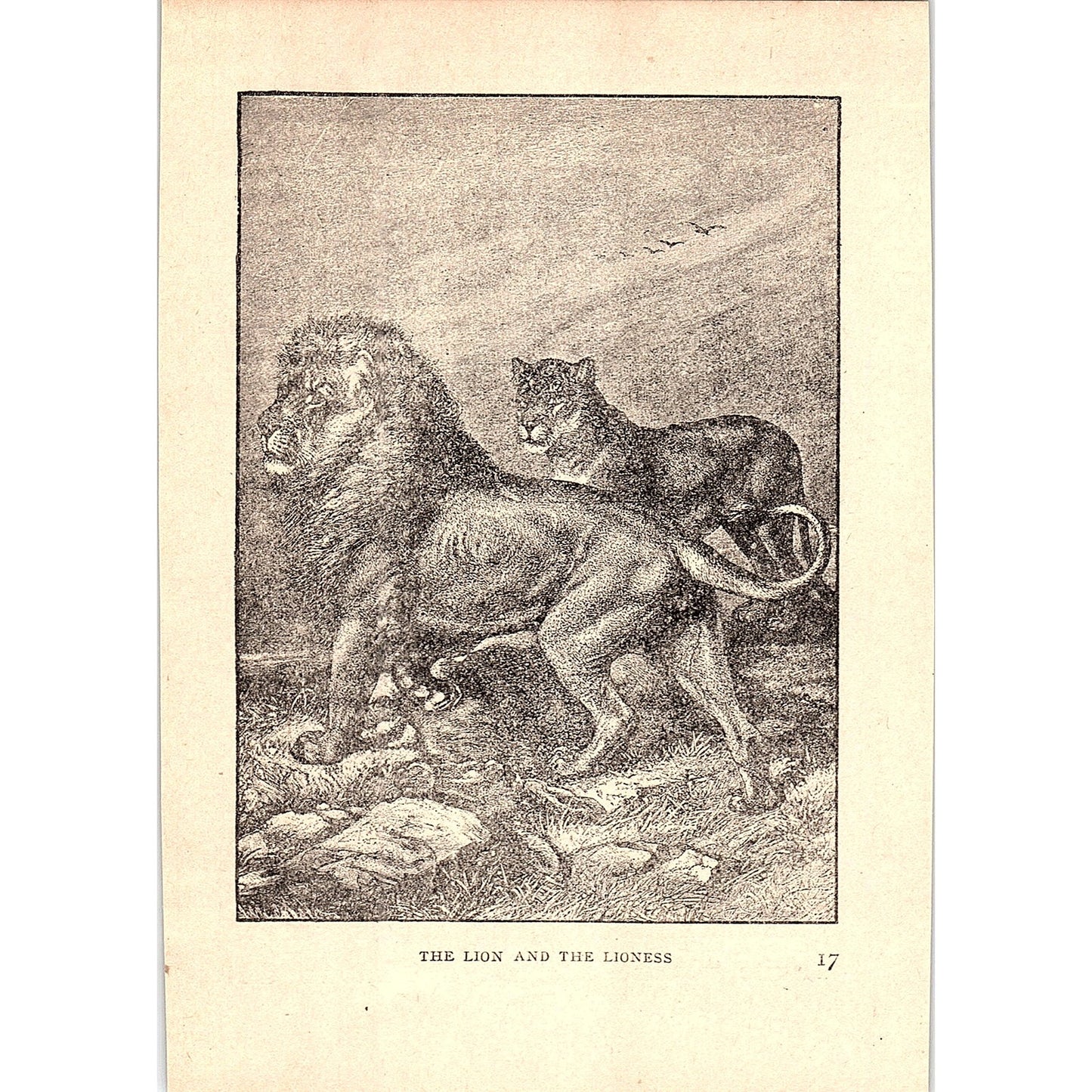 The Lion and the Lioness 1902 Engraving Plate AF4-H4
