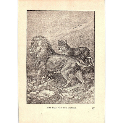 The Lion and the Lioness 1902 Engraving Plate AF4-H4