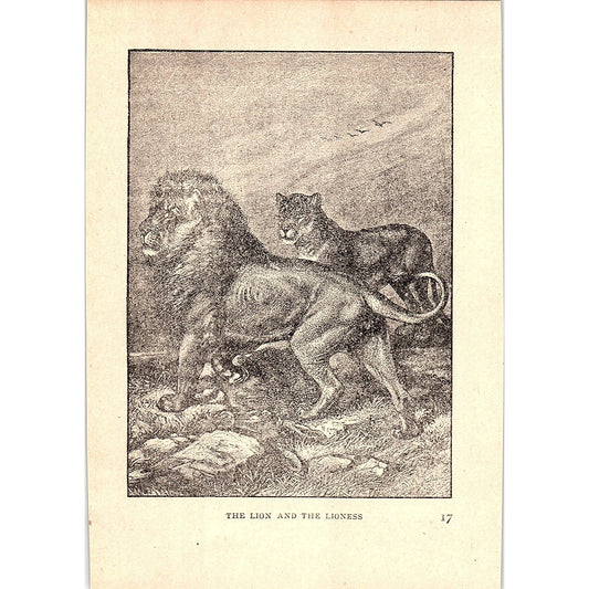 The Lion and the Lioness 1902 Engraving Plate AF4-H4