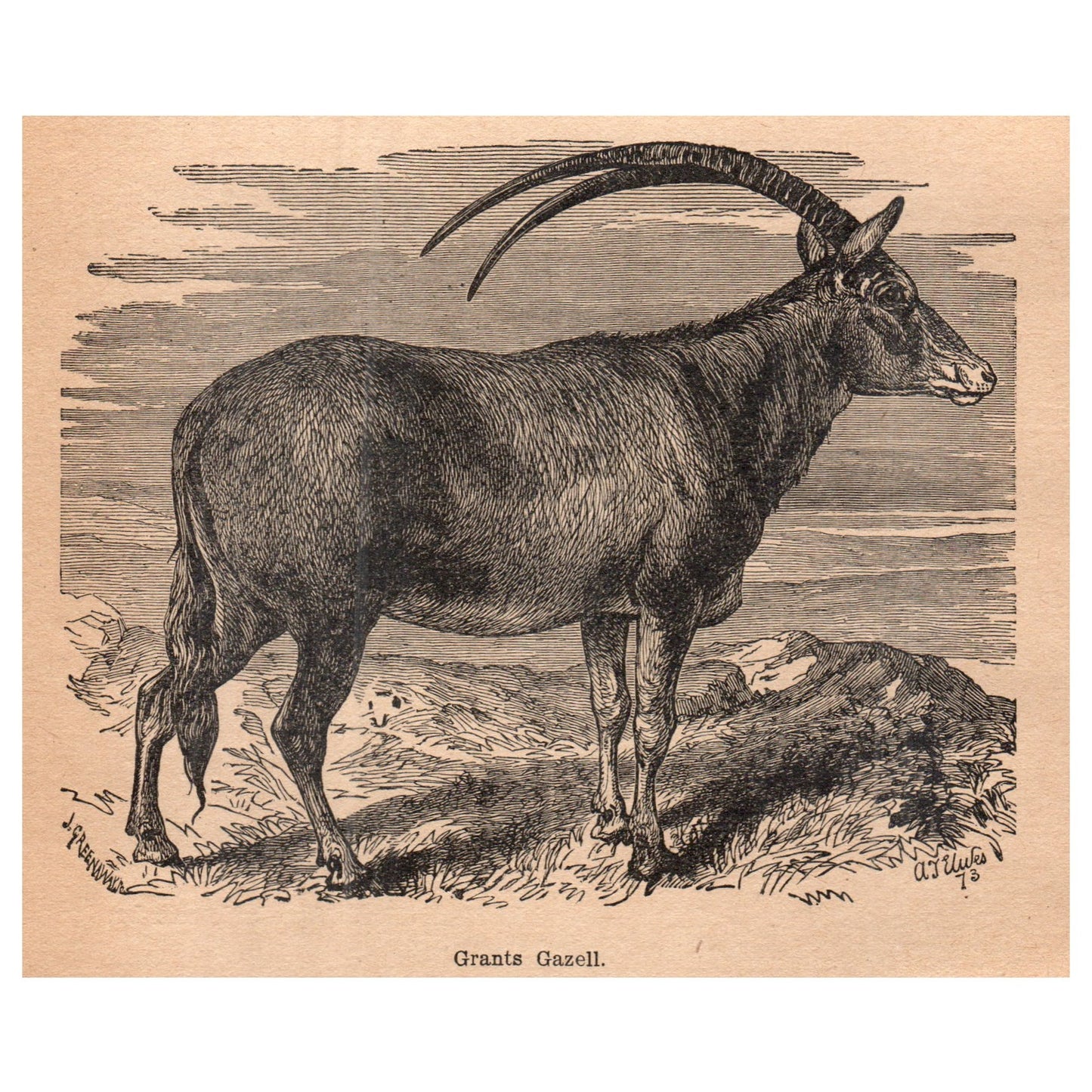 Grants Gazelle 1909 Swedish Engraving Print AF5-13