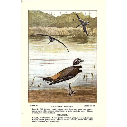 Spotted Sandpiper & Killdeer Bird 1901 Original Color Engraving Plate AF3-12