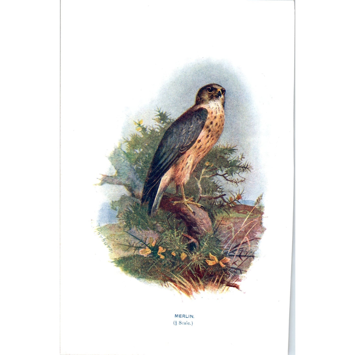 Merlin Bird 1903 Original Color Engraving Plate Print AD8-B3