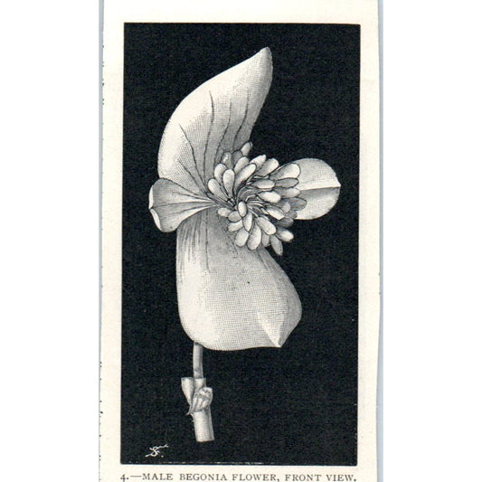 Male Begonia Flower Front View 1897 Victorian Engraving AE9-TS12