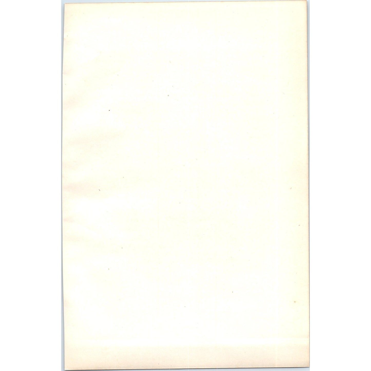 Grey Phalarope Bird 1903 Original Color Engraving Plate Print AD8-B7