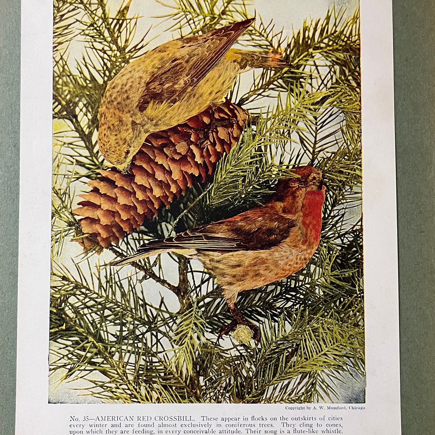 c1900 American Red Crossbill Bird Audubon Print A.W. Mumford 9x12 Art Print V2