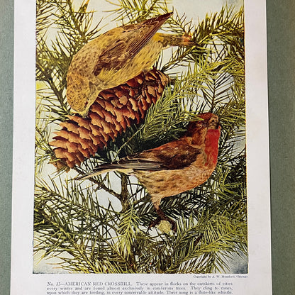 c1900 American Red Crossbill Bird Audubon Print A.W. Mumford 9x12 Art Print V2