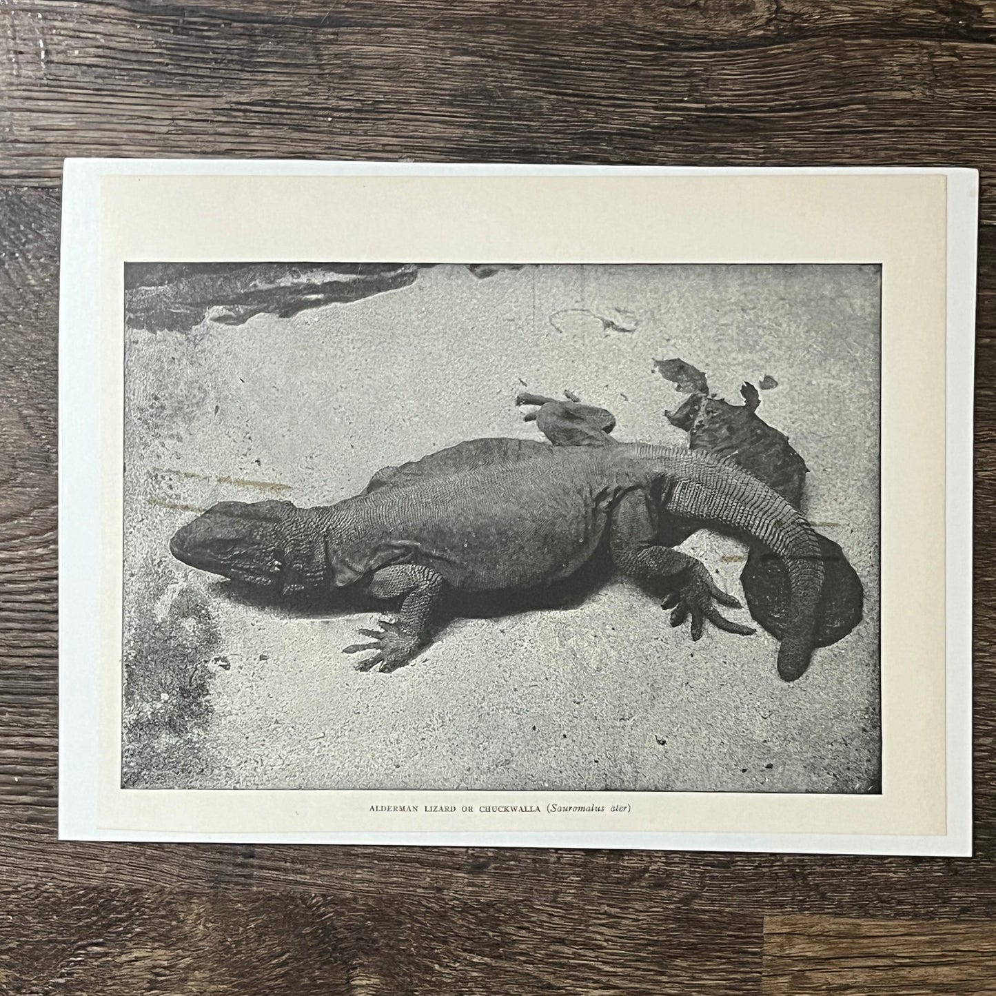 Antique Illustration Alderman Lizard Chuckwalla Sauromalus Ater 6x9 Art Print V2