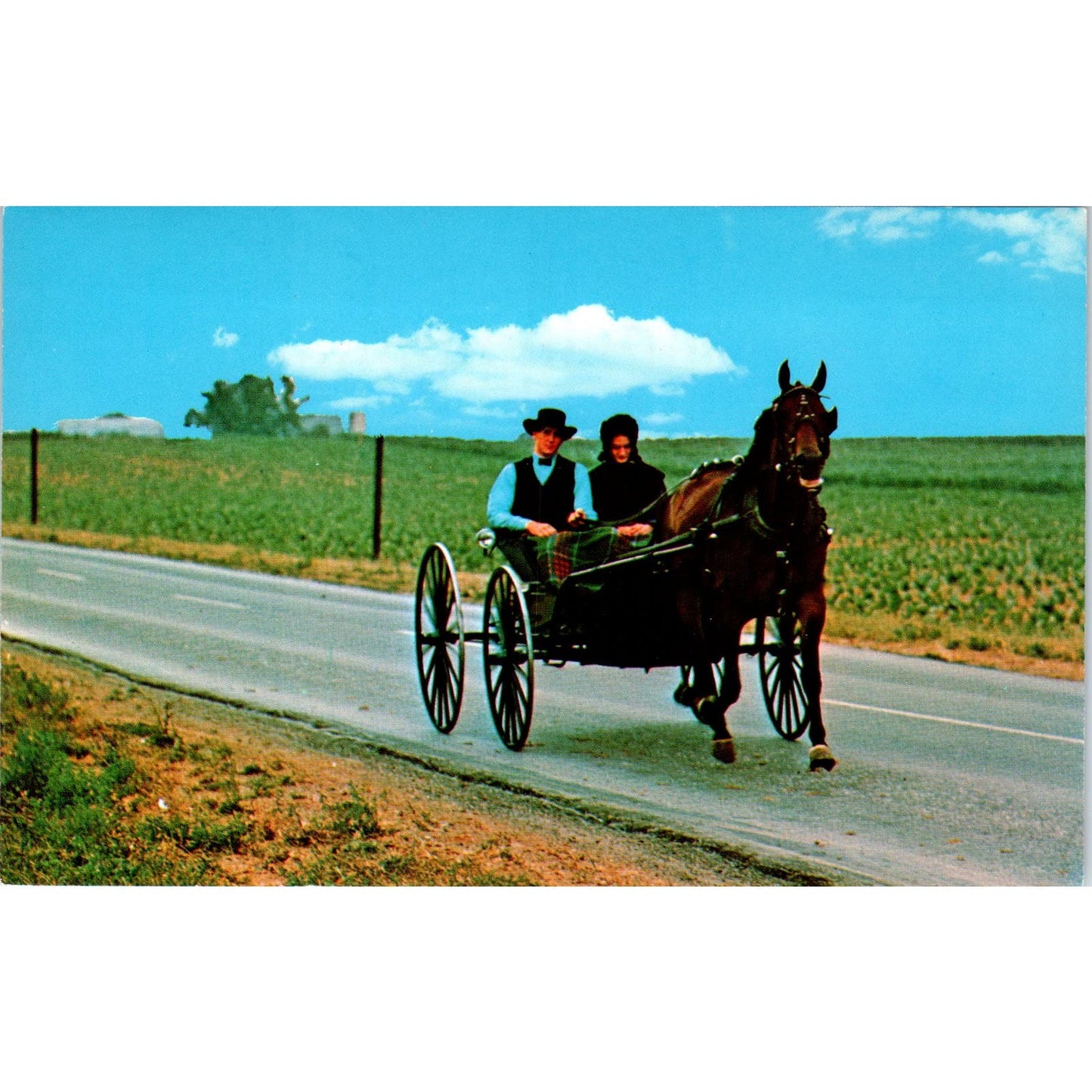 Amish Open Top Courting Carriage Buggy Pennsylvania Dutch Country Postcard PD8