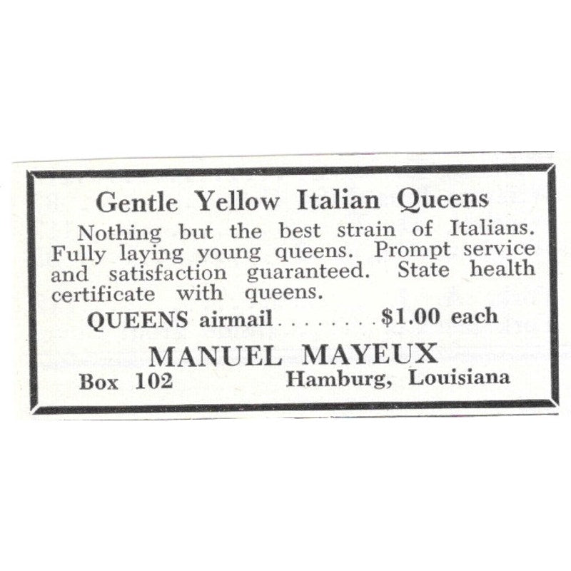 Gentle Yellow Italian Queens Manuel Mayeux Hamburg LA 1961 Magazine Ad AK6-S13