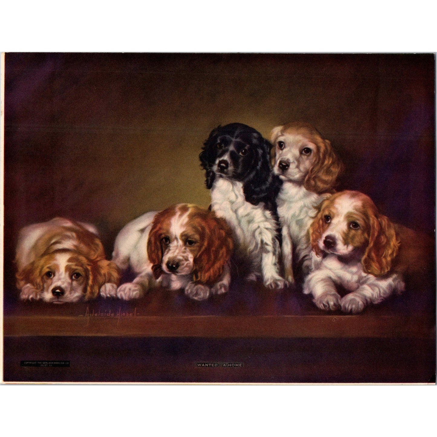 c1965 Wanted - A Home Adelaide Hiebel Springer Cocker Spaniels Print Litho B16