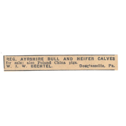 W.I.W. Bechtel Ayrshire Bull & Heifer Calves Douglassville PA 1922 Ad AF2-T3