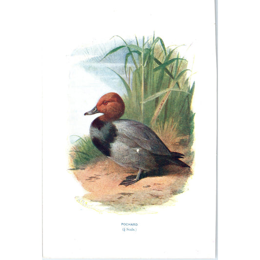 Pochard Bird 1903 Original Color Engraving Plate Print AD8-B7