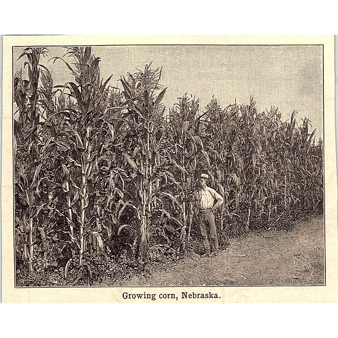 Growing Corn in Nebraska 3x4" 1901 Engraving AF6-M16
