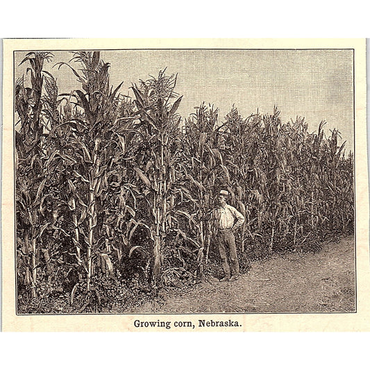 Growing Corn in Nebraska 3x4" 1901 Engraving AF6-M16