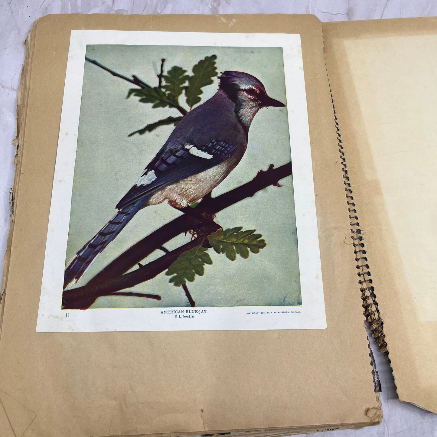 1950s Children's Scrapbook of Pictures Mostly Religious and Animals FL6-2