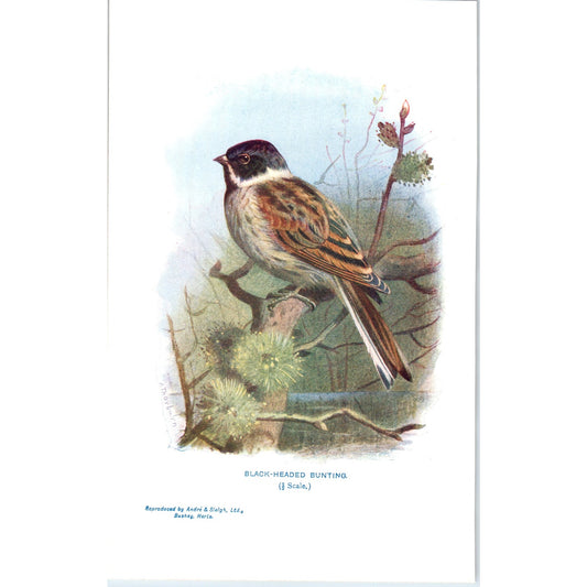 Black-Headed Bunting Bird 1903 Original Color Engraving Plate Print AD8-B4