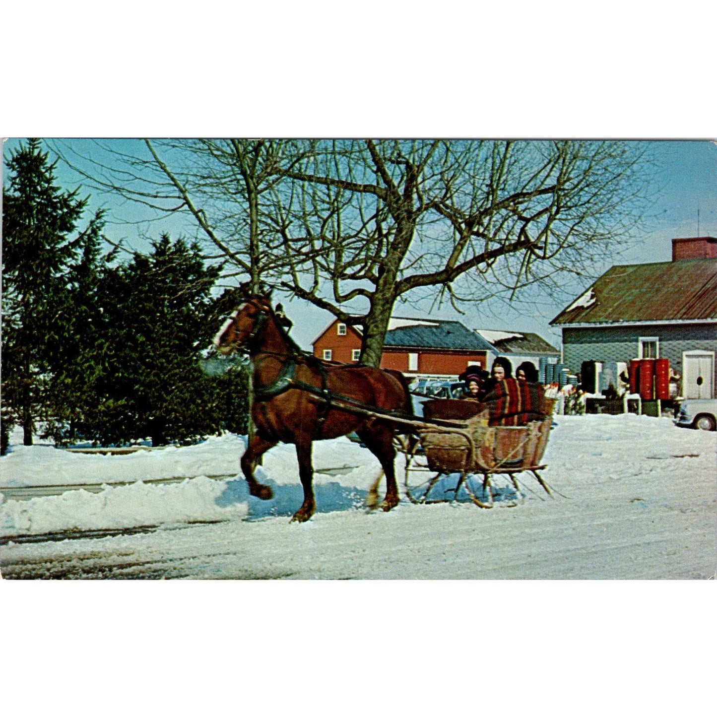 Amish Family in One Horse Open Sleigh Pennsylvania Dutch Country Postcard PD8