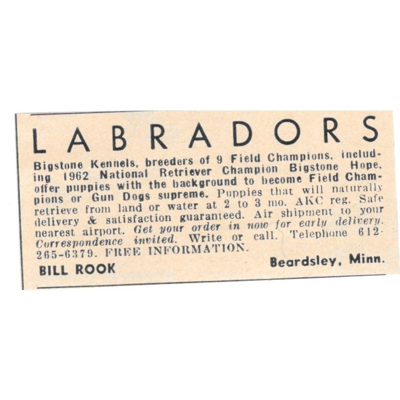 Bill Rook Labradors Bigstone Kennels Beardsley MN 1977 Ad AF6-S1