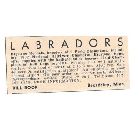 Bill Rook Labradors Bigstone Kennels Beardsley MN 1977 Ad AF6-S1