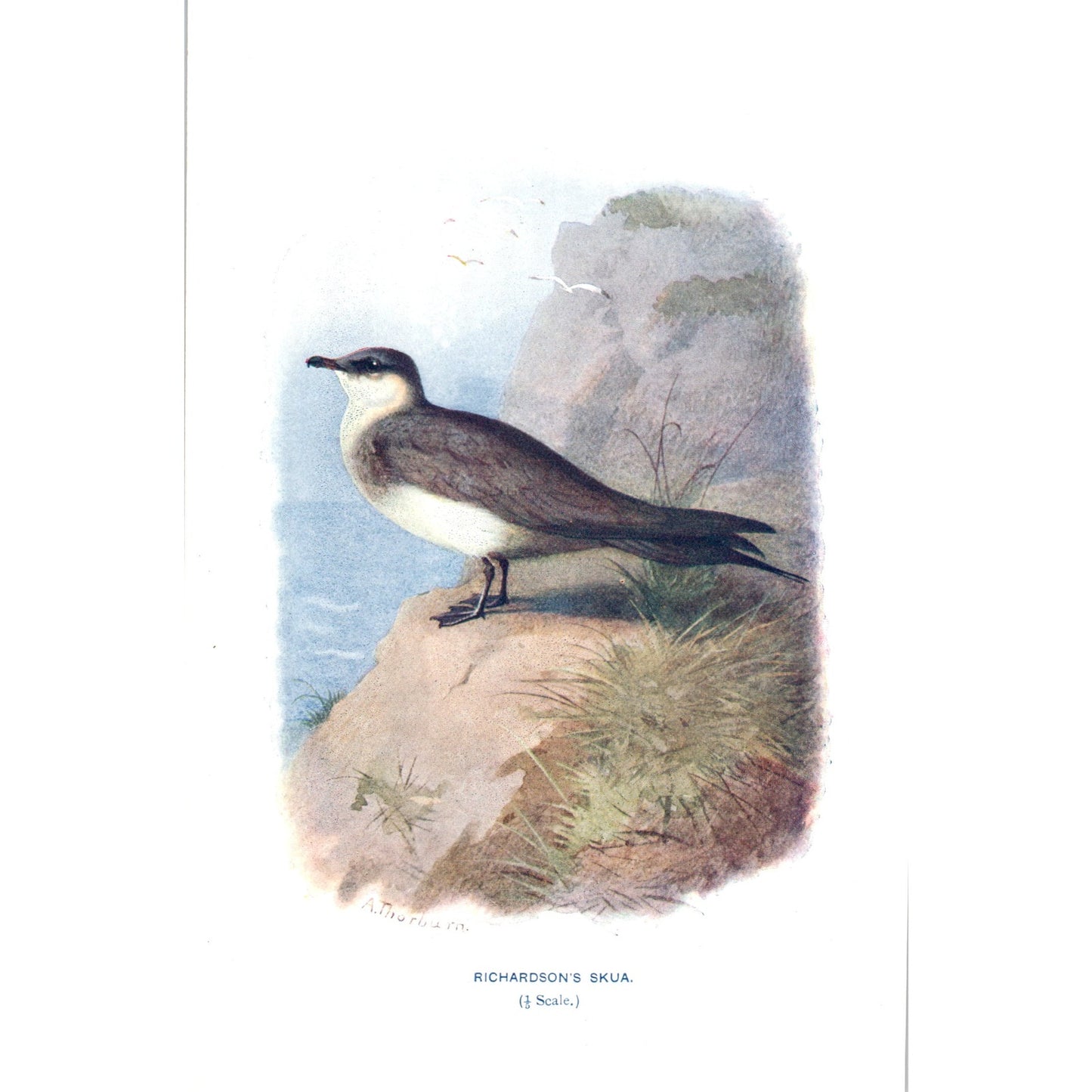 Richardson's Skua Bird 1903 Original Color Engraving Plate Print AD8-B5