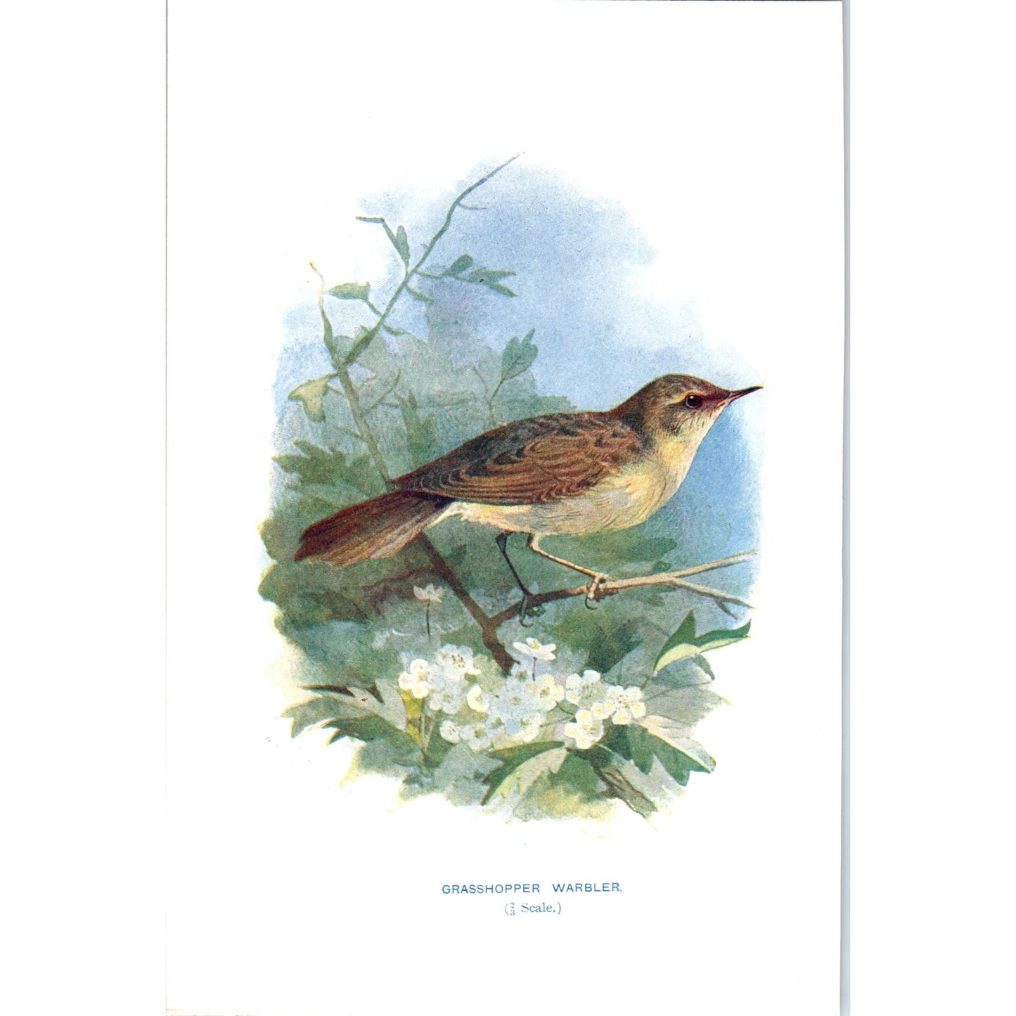 Grasshopper Warbler Bird 1903 Original Color Engraving Plate Print AD8-B7
