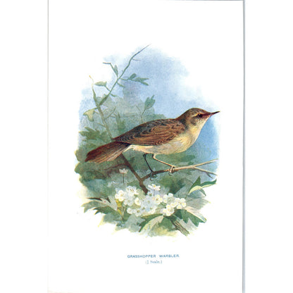 Grasshopper Warbler Bird 1903 Original Color Engraving Plate Print AD8-B7