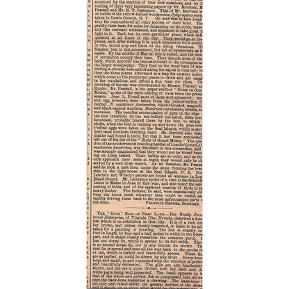 A Seasonable Fish Culture - London Field 1878 Article AG2-7