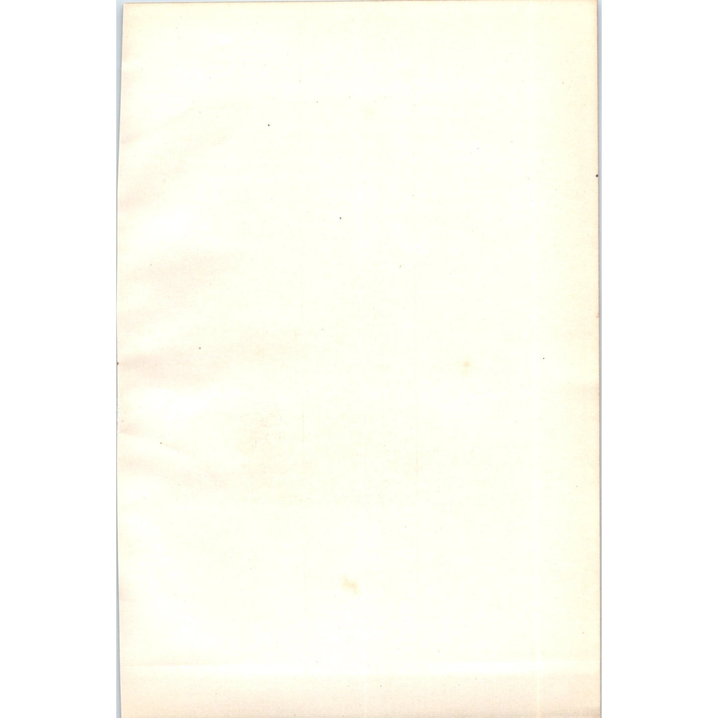 Redshank Bird 1903 Original Color Engraving Plate Print AD8-B8