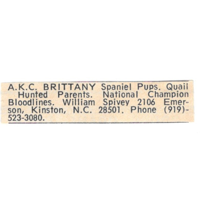 William Spivey Brittany Spaniels Kinston NC 1977 Ad AF6-S8