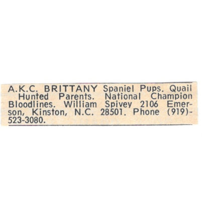 William Spivey Brittany Spaniels Kinston NC 1977 Ad AF6-S8