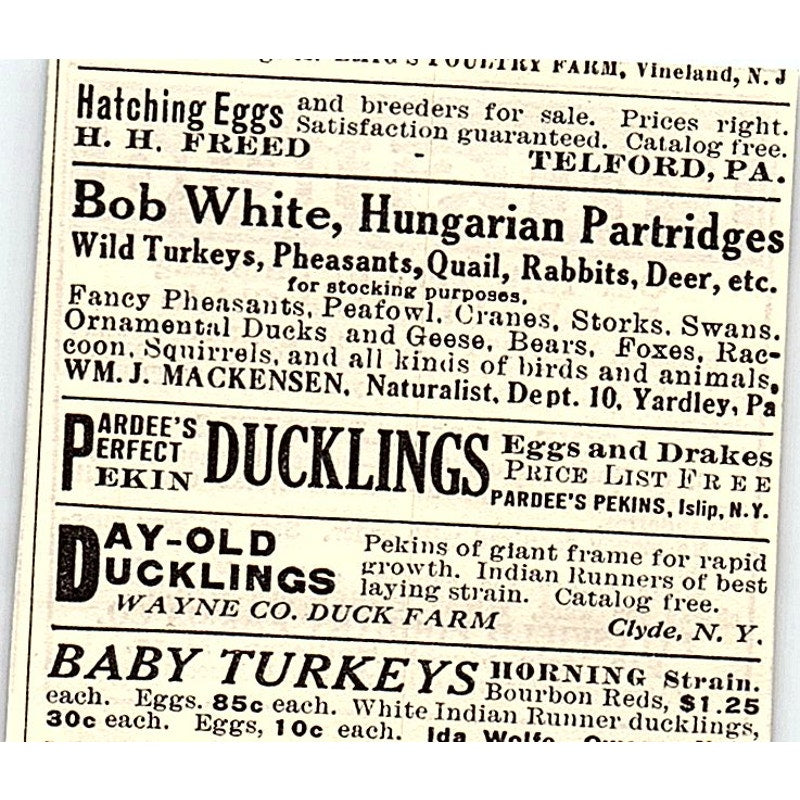Pittsfield Poultry Farms Co Baby Chicks Holliston MA 1924 Ad AG3-S17