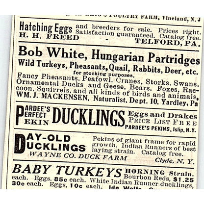 Pittsfield Poultry Farms Co Baby Chicks Holliston MA 1924 Ad AG3-S17